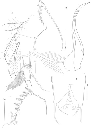 Thaumatoconcha quasiporosa Karanovic & Brandão, 2011 from the original description Thaumatoconcha quasiporosa Karanovic & Brandão, 2011 from the original description