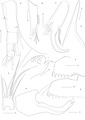 Thaumatoconcha dandani Karanovic & Brandão, 2011 from the original description