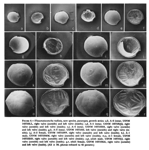 Thaumatoconcha radiata Kornicker & Sohn, 1976 from the original description Thaumatoconcha radiata Kornicker & Sohn, 1976 from the original description