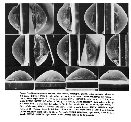 Thaumatoconcha radiata Kornicker & Sohn, 1976 from the original description Thaumatoconcha radiata Kornicker & Sohn, 1976 from the original description