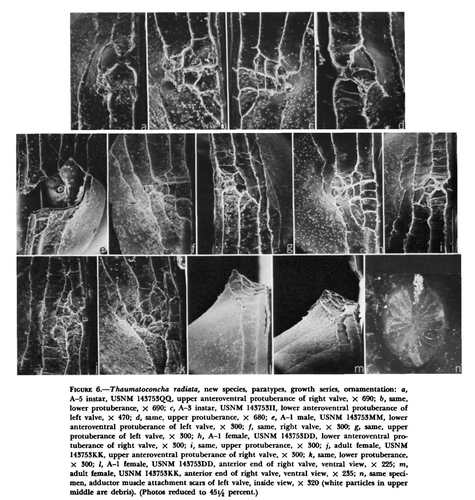 Thaumatoconcha radiata Kornicker & Sohn, 1976 from the original description Thaumatoconcha radiata Kornicker & Sohn, 1976 from the original description