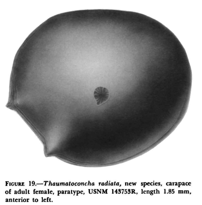 Thaumatoconcha radiata Kornicker &amp; Sohn, 1976 from the original description