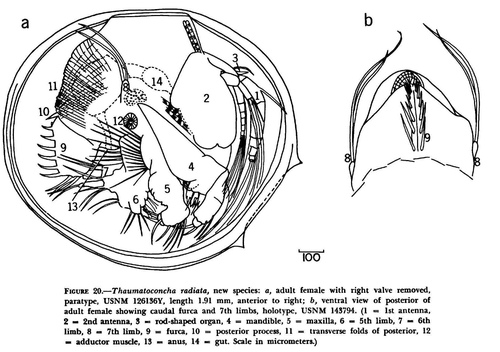 Thaumatoconcha radiata Kornicker & Sohn, 1976 from the original description Thaumatoconcha radiata Kornicker & Sohn, 1976 from the original description