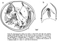 Thaumatoconcha radiata Kornicker & Sohn, 1976 from the original description