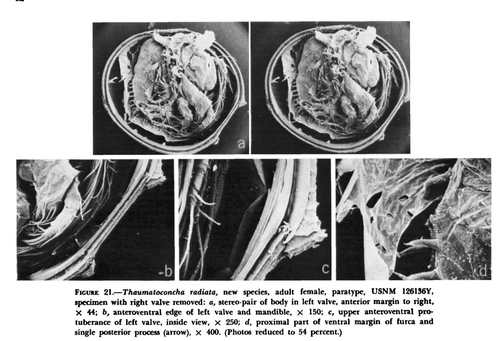 Thaumatoconcha radiata Kornicker & Sohn, 1976 from the original description Thaumatoconcha radiata Kornicker & Sohn, 1976 from the original description