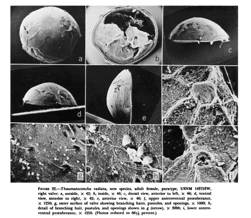 Thaumatoconcha radiata Kornicker & Sohn, 1976 from the original description Thaumatoconcha radiata Kornicker & Sohn, 1976 from the original description
