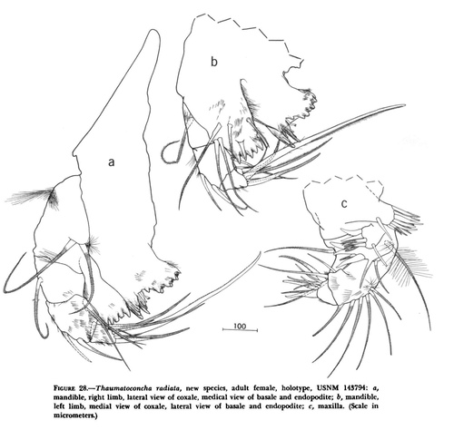 Thaumatoconcha radiata Kornicker & Sohn, 1976 from the original description Thaumatoconcha radiata Kornicker & Sohn, 1976 from the original description