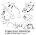 Thaumatoconcha radiata Kornicker & Sohn, 1976 from the original description