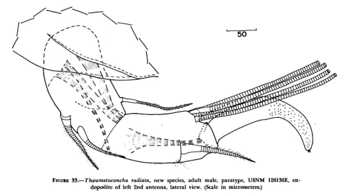 Thaumatoconcha radiata Kornicker & Sohn, 1976 from the original description Thaumatoconcha radiata Kornicker & Sohn, 1976 from the original description