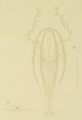 Lampetia fusiformis type illustration