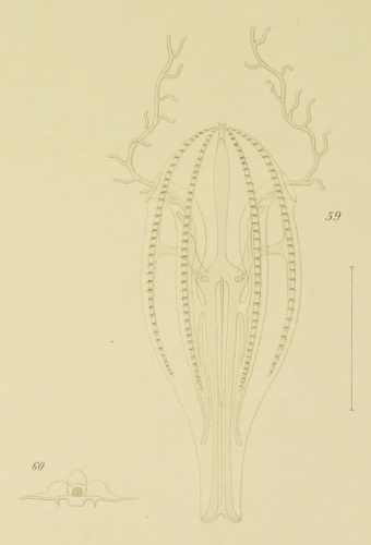 Lampetia fusiformis type illustration Lampetia fusiformis type illustration