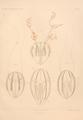 Hormiphora palmata Chun 1898 plate III: Figs. 1-2