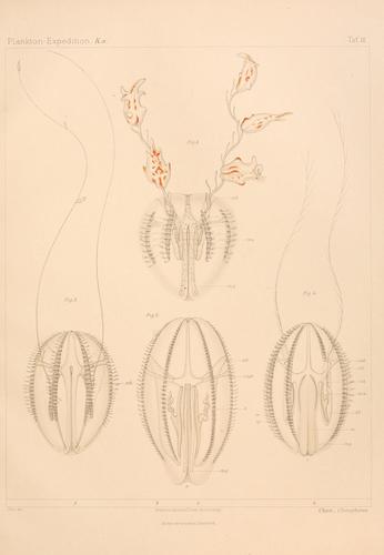 Hormiphora palmata Chun 1898 plate III: Figs. 1-2 Hormiphora palmata Chun 1898 plate III: Figs. 1-2