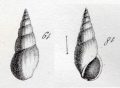 Rissoina clavula (Deshayes, 1825) Type figures