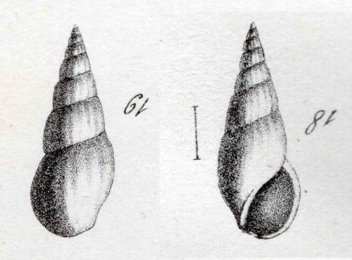 Rissoina clavula (Deshayes, 1825) Type figures Rissoina clavula (Deshayes, 1825) Type figures
