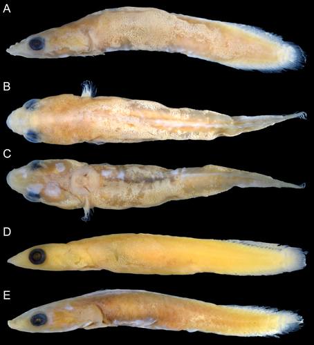 Flabellicauda alleni