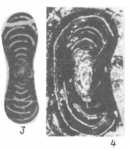 Lysites biconcavus (Wang, 1982)