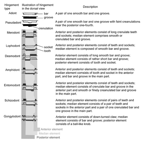 Ostracod hinge types (from Yamaguchi, 2019: Fig. 2) Ostracod hinge types (from Yamaguchi, 2019: Fig. 2)