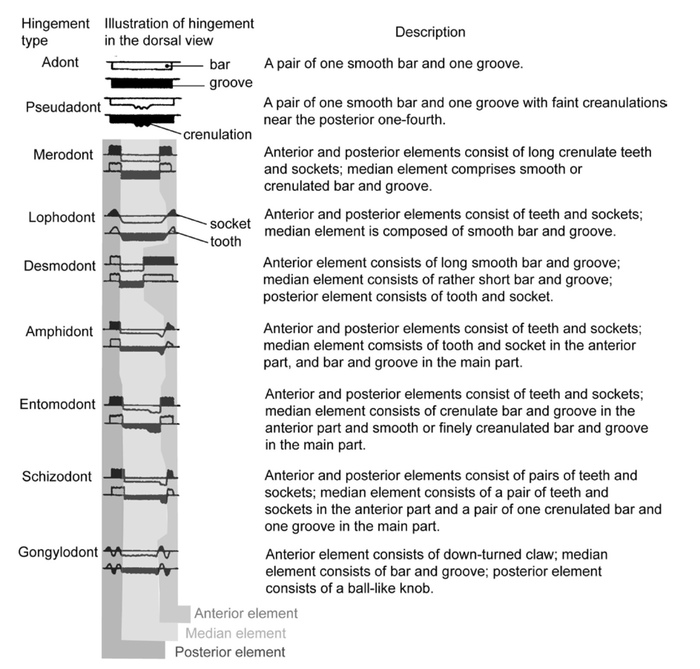 Ostracod hinge types (from Yamaguchi, 2019: Fig. 2)