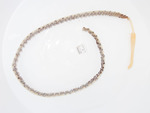 Pennatulacea