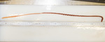 Balticina finmarchica - trawled specimen