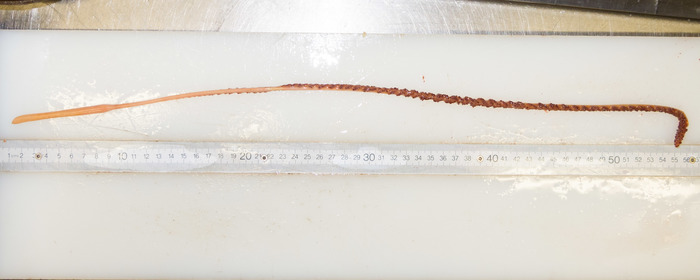 Balticina finmarchica - trawled specimen