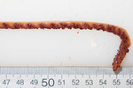 Balticina finmarchica - trawled specimen (detail)