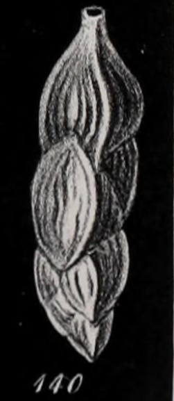Uvigerina angulosa Williamson, 1858