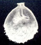 Oolina neohispida McCulloch, 1981