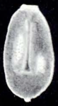 Oolina ampulliformis McCulloch, 1981