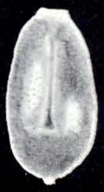 Oolina ampulliformis McCulloch, 1981
