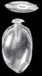 Lagenosolenia ampulliformis McCulloch, 1981
