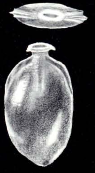 Lagenosolenia ampulliformis McCulloch, 1981