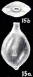 Lagenosolenia explicata McCulloch, 1981