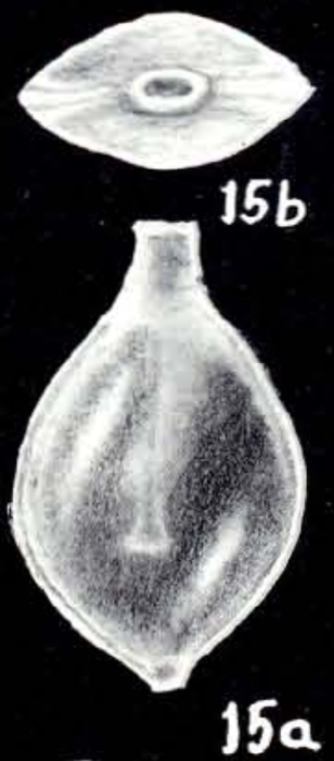 Lagenosolenia explicata McCulloch, 1981