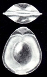 Fissurina mesomarginata McCulloch, 1981