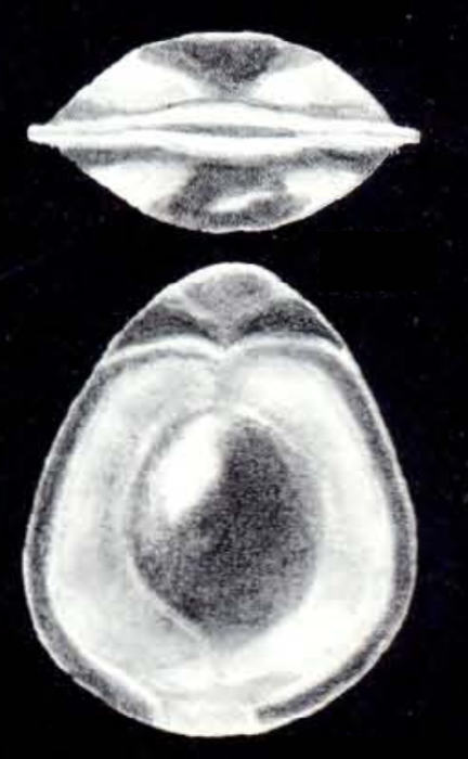Fissurina mesomarginata McCulloch, 1981