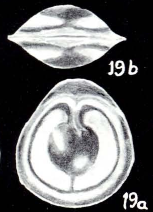 Fissurina plauta McCulloch, 1981