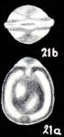 Fissurina subglomerosa McCulloch, 1981