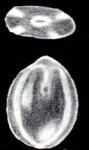 Fissurina fiorii McCulloch, 1981