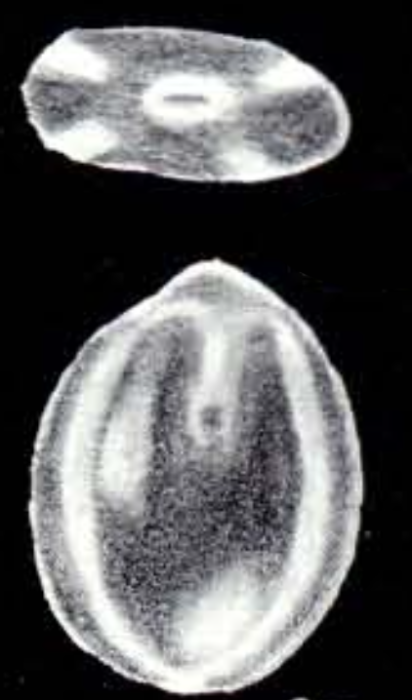 Fissurina fiorii McCulloch, 1981