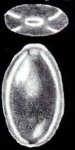 Fissurina (?) tetralineata McCulloch, 1981