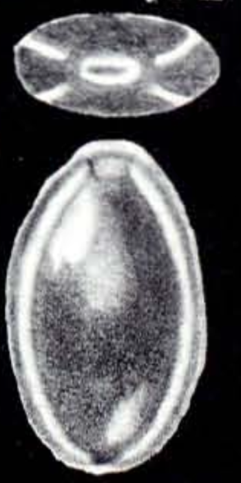Fissurina (?) tetralineata McCulloch, 1981