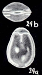 Fissurina neolucida McCulloch, 1981