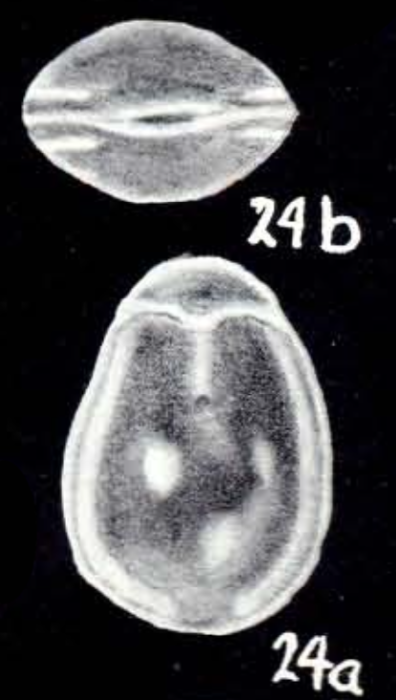 Fissurina neolucida McCulloch, 1981