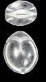 Fissurina neolucida subsp. trinidadensis McCulloch, 1981, author: Consorti, Lorenzo