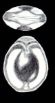 Fissurina southamptonensis McCulloch, 1981