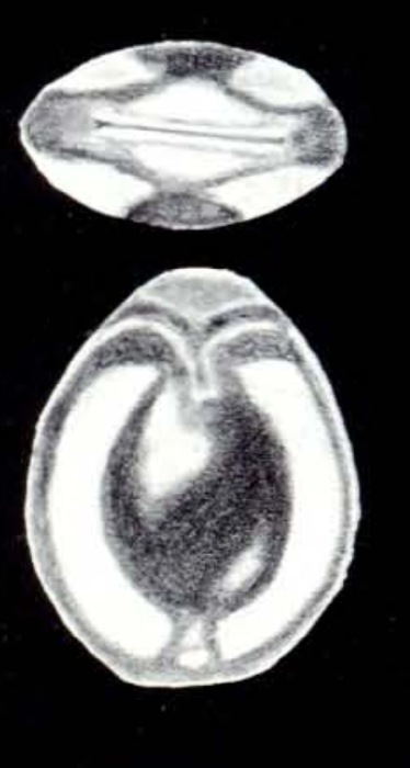 Fissurina southamptonensis McCulloch, 1981