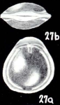 Fissurina insignata McCulloch, 1981