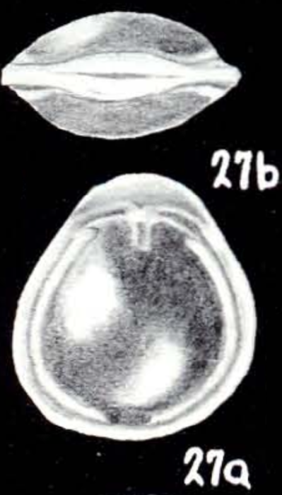 Fissurina insignata McCulloch, 1981
